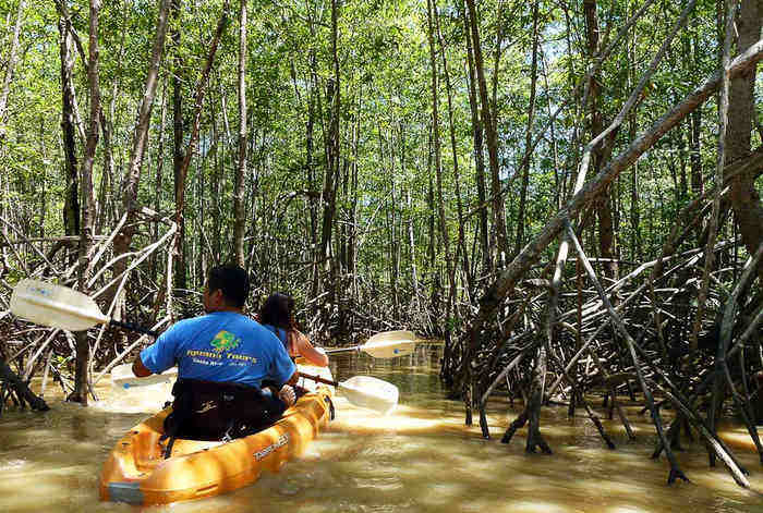mangrove kayak tour manuel antonio costa rica